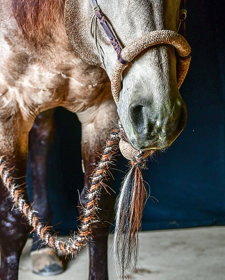 STRCHA Celebration Warm Up Sessions